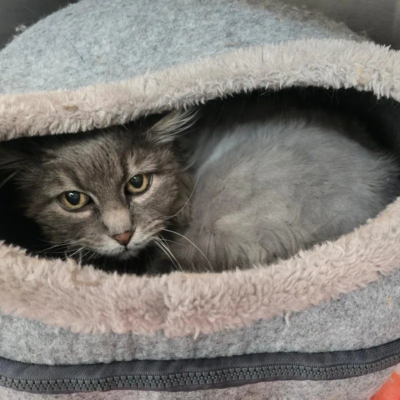 A senior large-sized female Gray / Blue / Silver Domestic Long Hair cat named Sue for adoption in Denver, CO