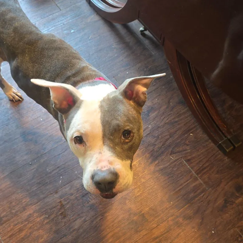 Darling Clementine thumbnail 2