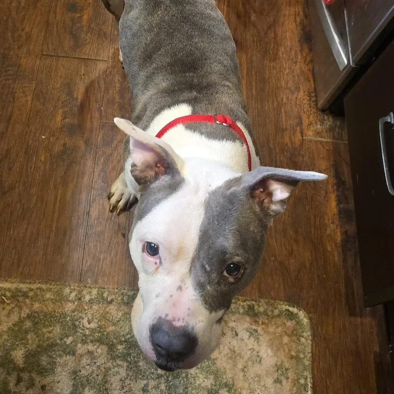 Darling Clementine thumbnail 3