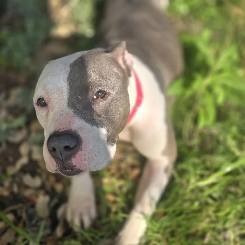 Darling Clementine thumbnail 4