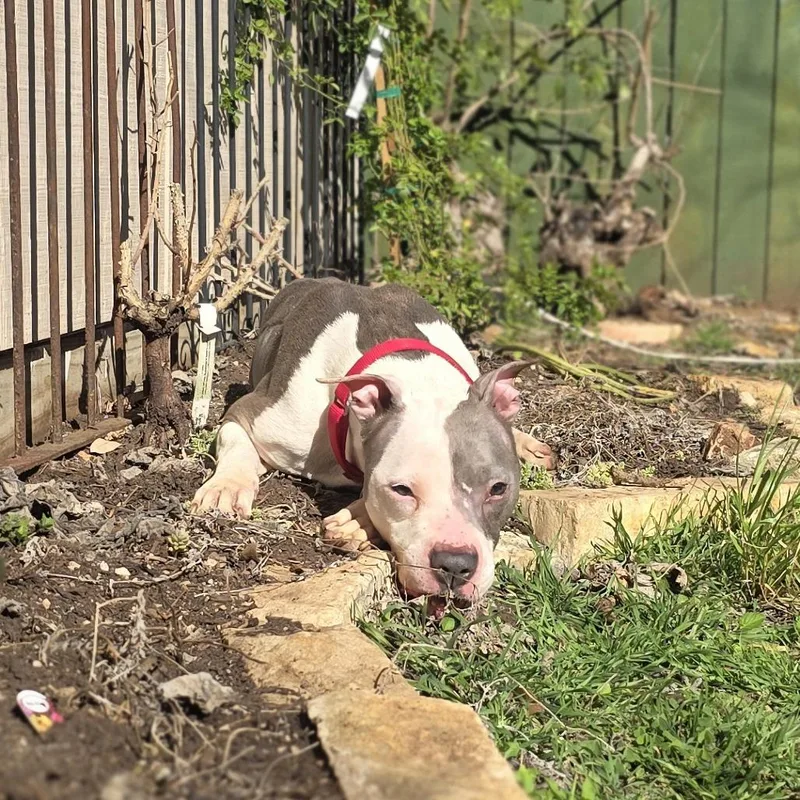 Darling Clementine thumbnail 6