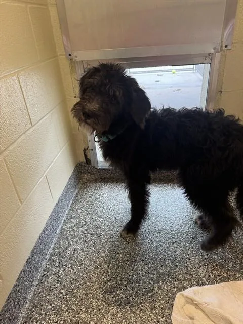 A young medium-sized male Poodle dog named Finn for adoption in Brewster, MA