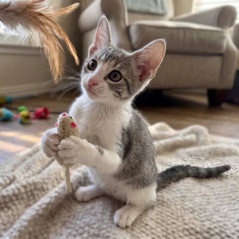 A baby medium-sized female Domestic Medium Hair cat named Topanga for adoption in Allen, TX