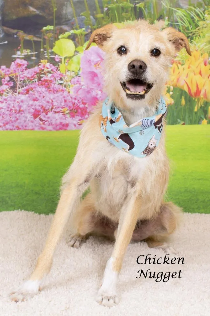 An adult small-sized male Cairn Terrier dog named Chicken Nugget for adoption in Gilbert, AZ