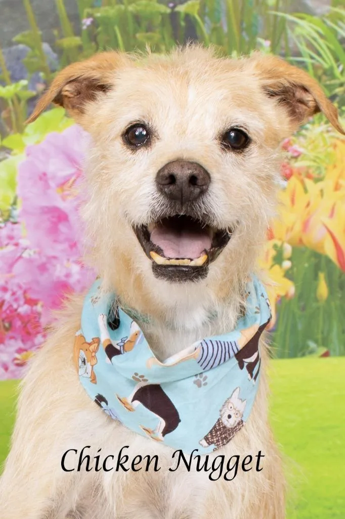 Chicken Nugget thumbnail 2