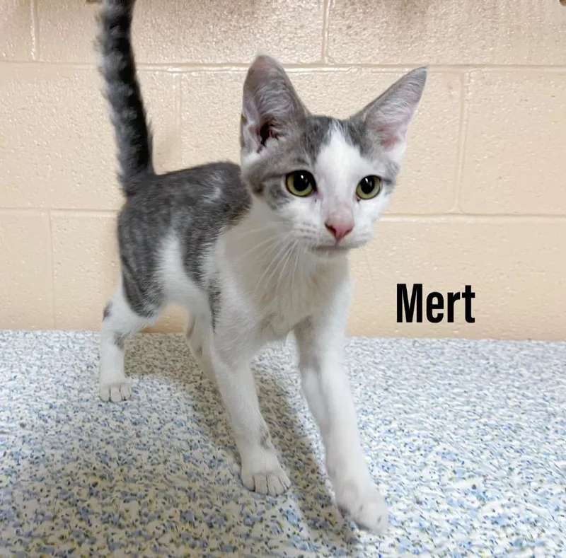 A baby small-sized male Domestic Short Hair cat named Mert for adoption in Clearfield, KY