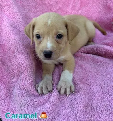 Caramel thumbnail 2