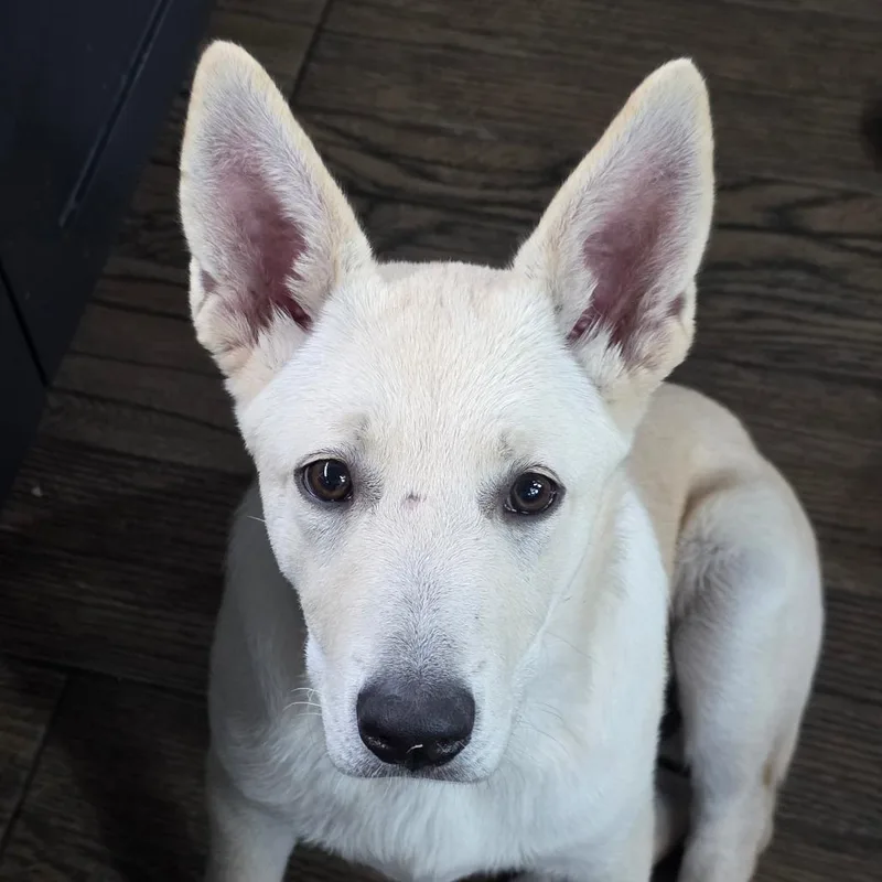 A baby medium-sized male White German Shepherd dog named Cola Bear DD for adoption in Austin, TX