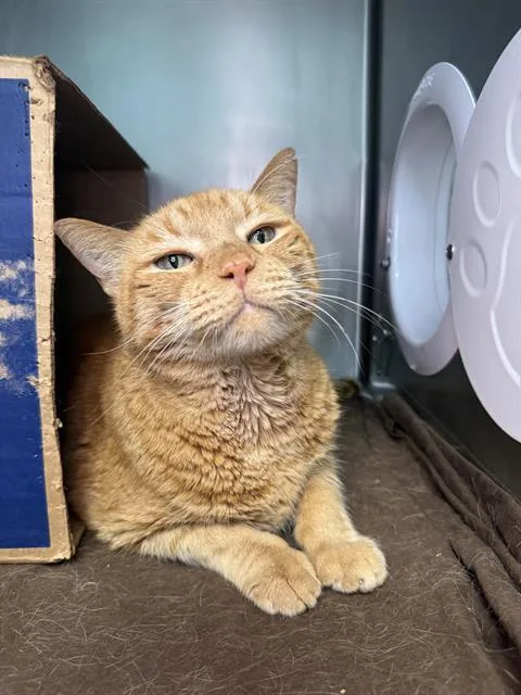 An adult extra large-sized male Domestic Short Hair cat named Lord Crumb Bandit for adoption in Fort Walton Beach, FL