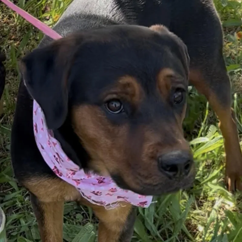 A young large-sized female Bicolor Rottweiler dog named Maymay for adoption in Woodland, CA