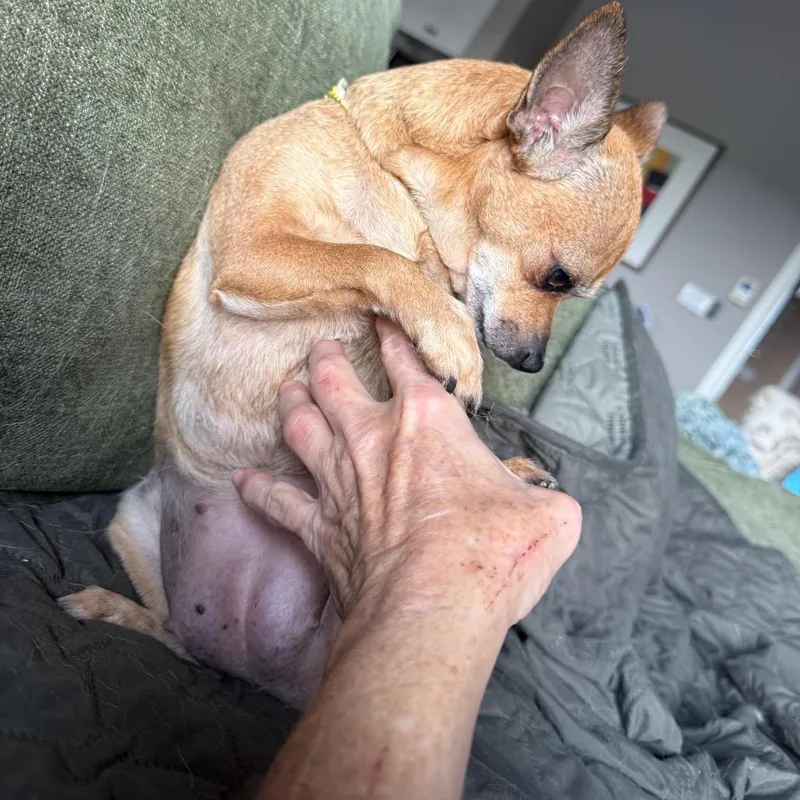 An adult small-sized female Yellow / Tan / Blond / Fawn Chihuahua dog named Guacamole for adoption in Ennis, TX