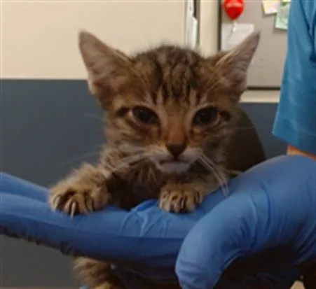 A baby small-sized male Domestic Short Hair cat named Benedict for adoption in Miami, FL