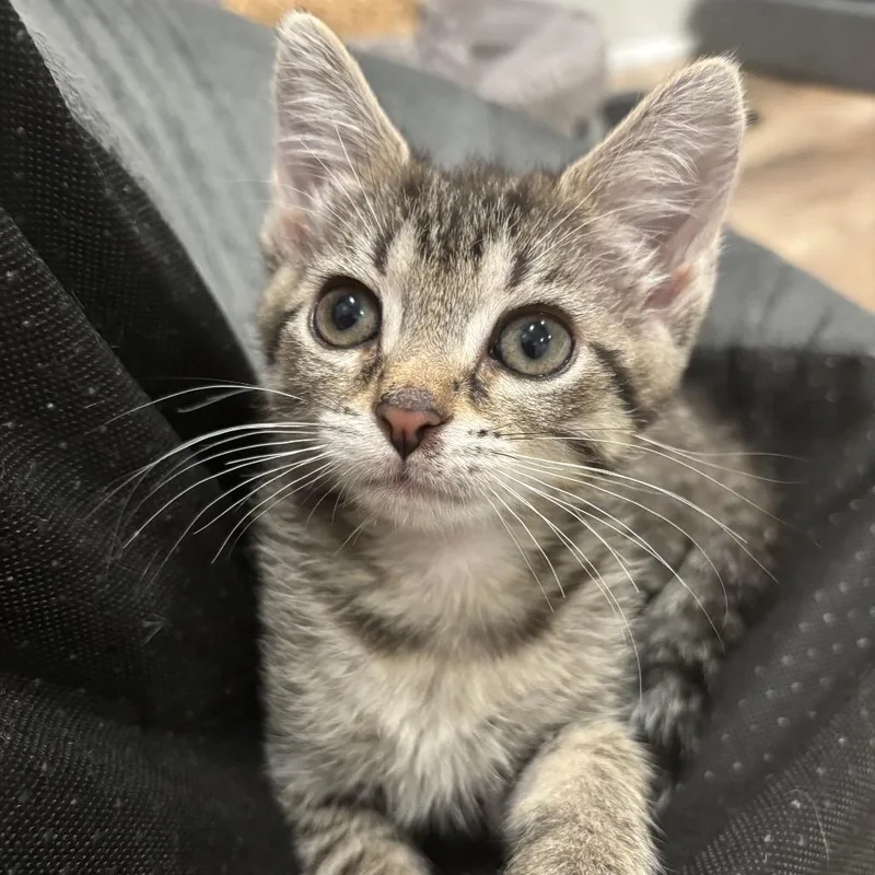 A baby small-sized female Brown / Chocolate Domestic Short Hair cat named Skittles for adoption in Granville, OH