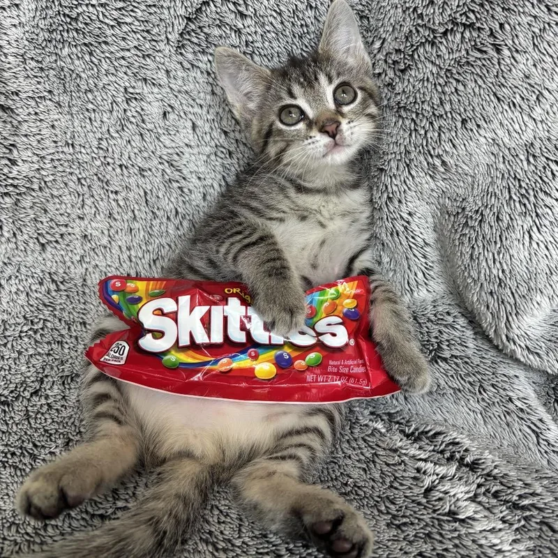 Skittles thumbnail 4