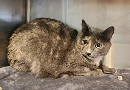 An adult medium-sized female Gray / Blue / Silver Domestic Short Hair cat named Cocoa for adoption in Fairfield, IA