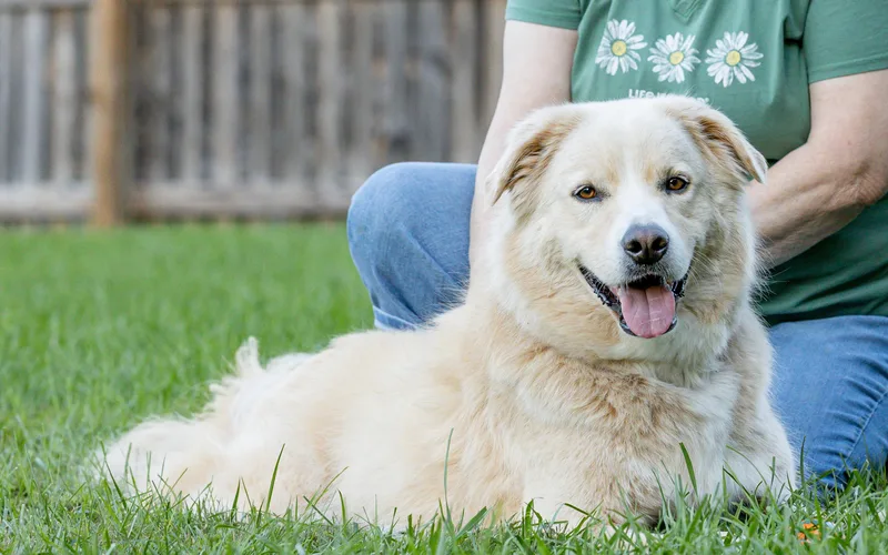 An adult large-sized male Apricot / Beige German Shepherd Dog named Benson for adoption in Amherst, MA
