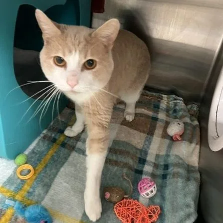 An adult medium-sized male Buff / Tan / Fawn Domestic Short Hair cat named Milo for adoption in Baltimore, MD