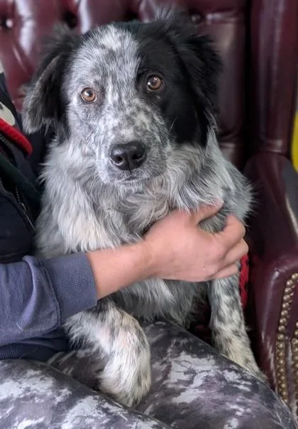 A baby large-sized male Border Collie dog named Jack for adoption in La Harpe, KS