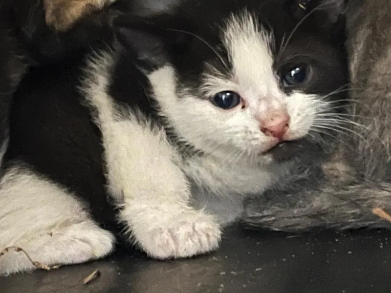 A baby medium-sized male Domestic Short Hair cat named Yancey for adoption in Mount Gilead, NC