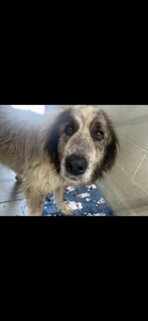 An adult large-sized female Great Pyrenees dog named Ladybug for adoption in Camden, TN
