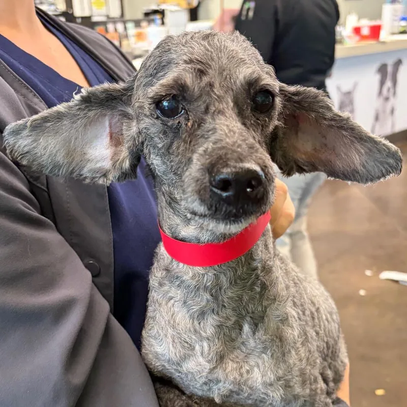 A senior small-sized male Gray / Blue / Silver Miniature Poodle dog named Buzz for adoption in Nashville, TN