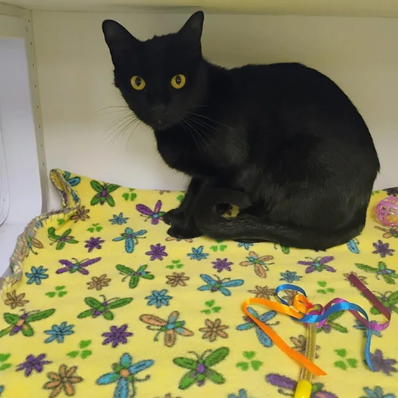 An adult small-sized female Black Domestic Short Hair cat named Regina for adoption in Duncan, OK