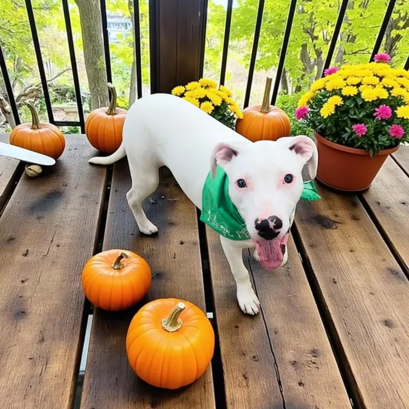 Blackjack thumbnail 2