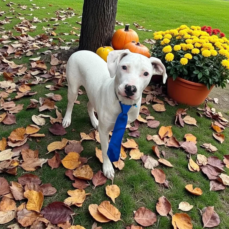 Blackjack thumbnail 5