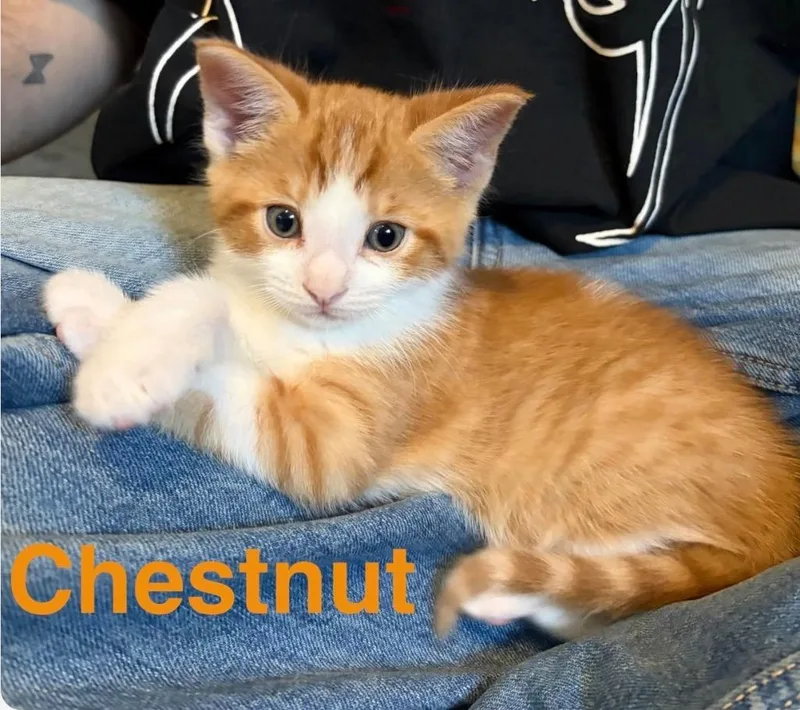 A baby medium-sized male Domestic Short Hair cat named Chestnut for adoption in Muskegon, MI