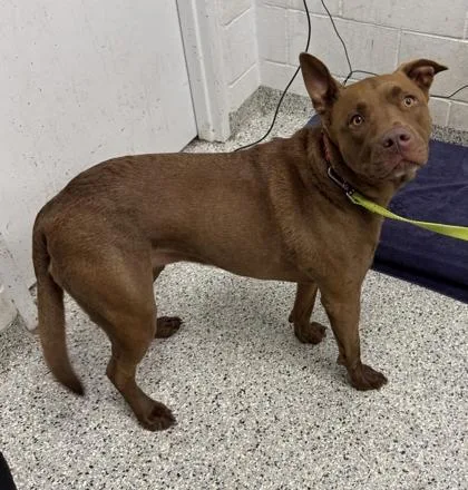 An adult large-sized female Brown / Chocolate Pit Bull Terrier dog named Oakley for adoption in Kansas City, MO