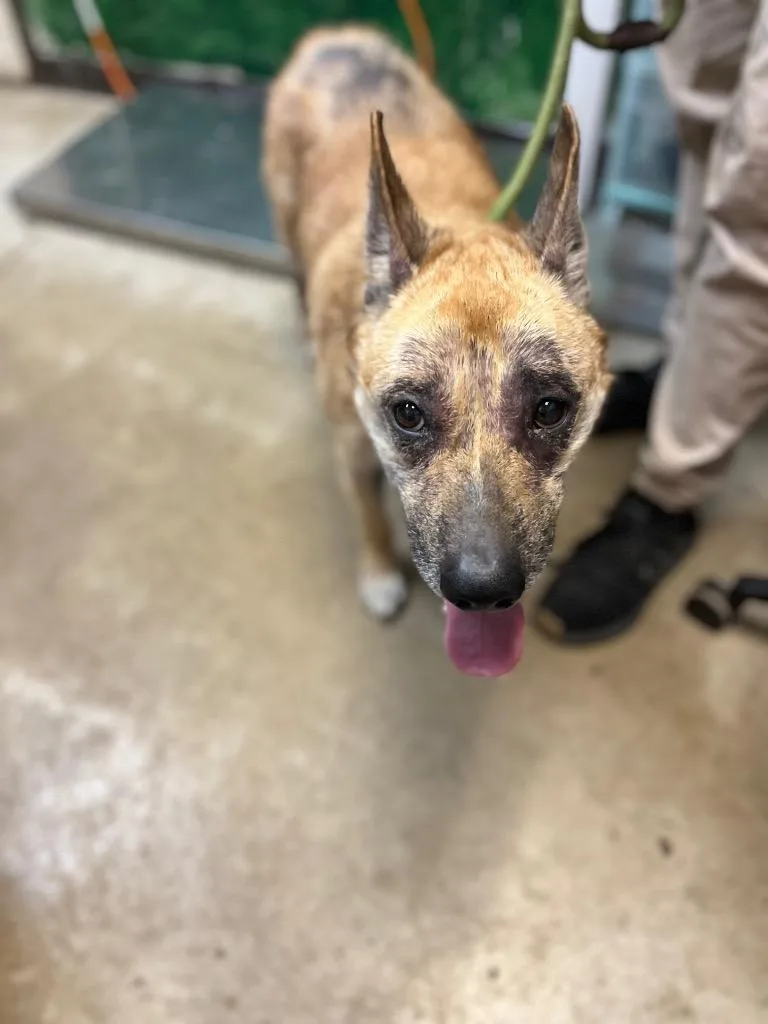 An adult large-sized male Shepherd dog named Banzai for adoption in New Braunfels, TX