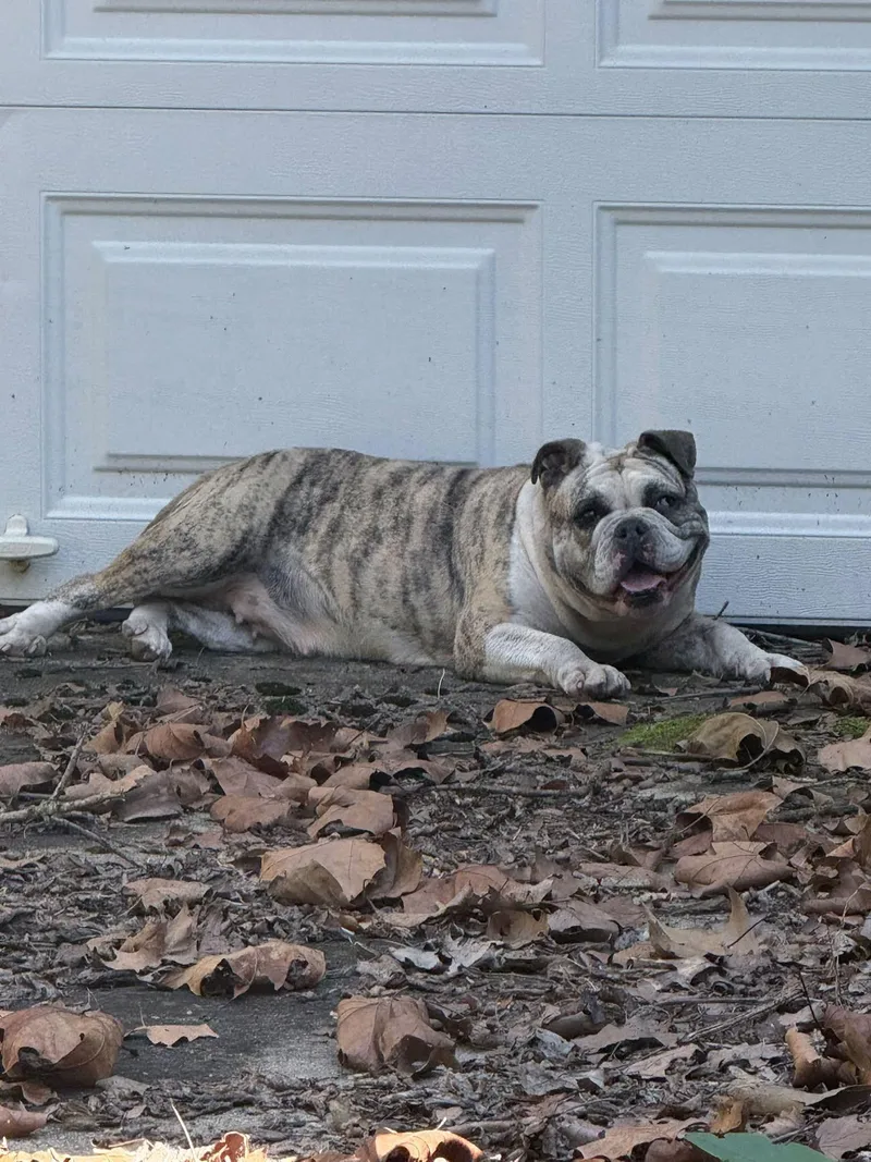 An adult medium-sized female English Bulldog dog named Daisy for adoption in Ardara, PA