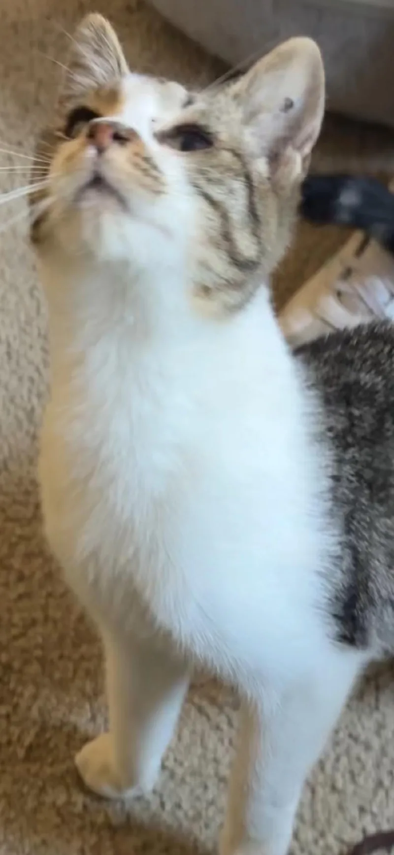 Beethoven thumbnail 3