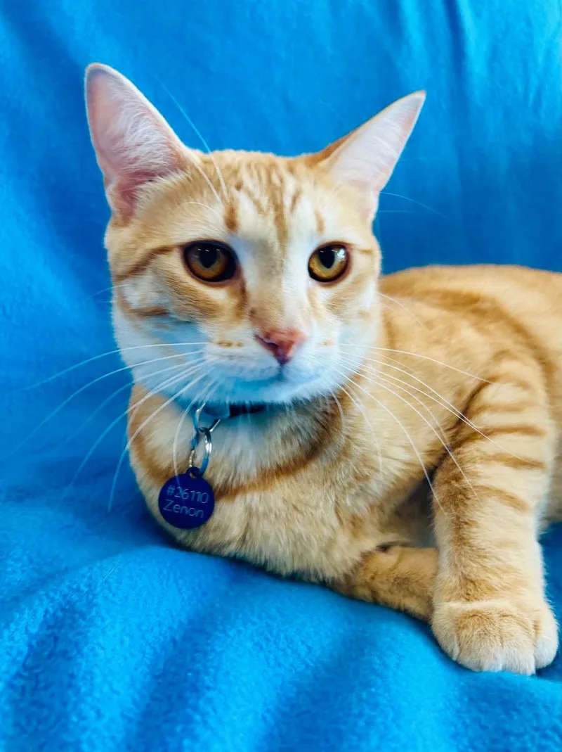 A baby medium-sized male Tabby (Orange / Red) Domestic Short Hair cat named Zenon for adoption in Alexandria, MN