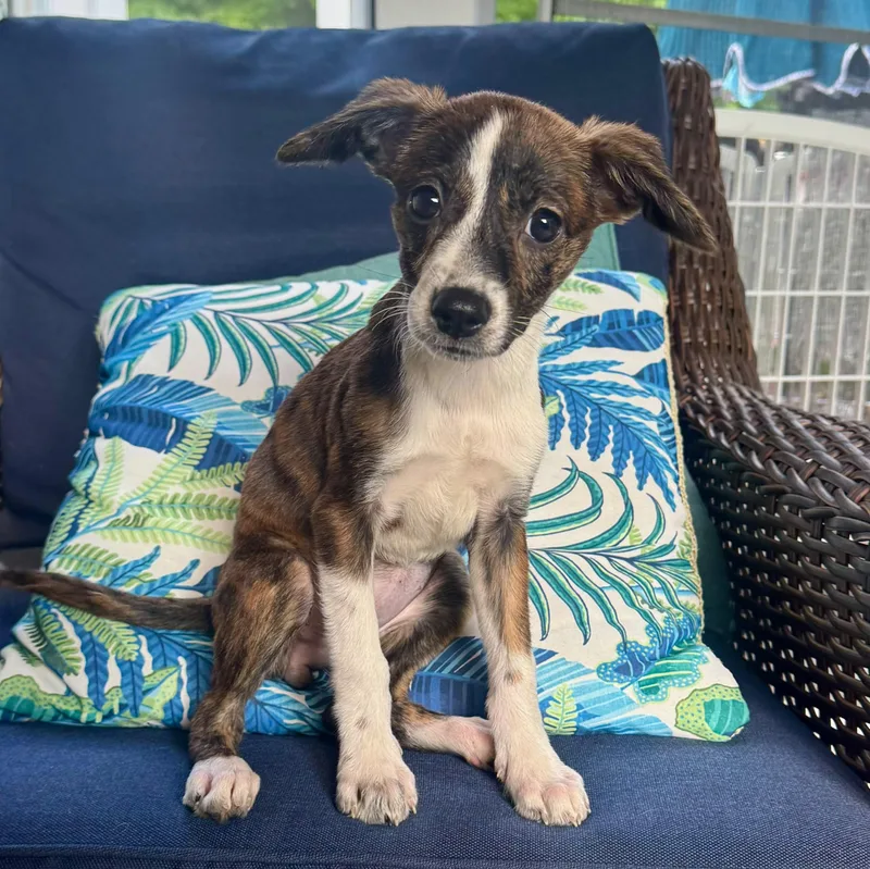 A baby small-sized female Brindle Mixed Breed dog named Etta James for adoption in Baldwin, MD