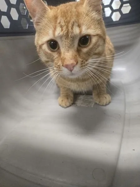 A young large-sized male Domestic Short Hair cat named Chester for adoption in Millersville, MD