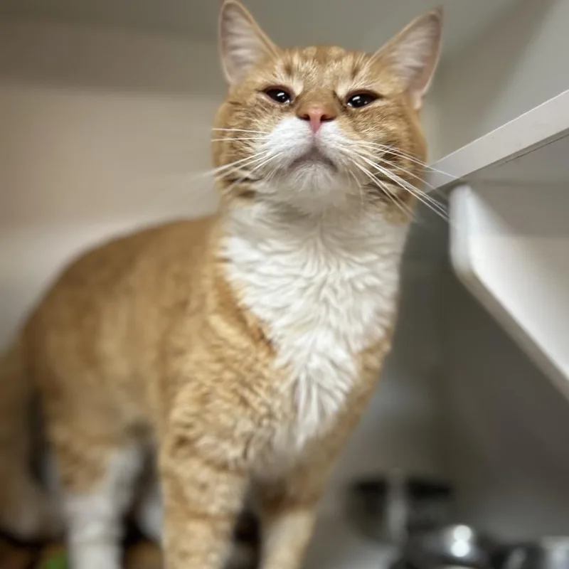 An adult large-sized male Orange / Red Domestic Short Hair cat named Colton for adoption in Troy, IL