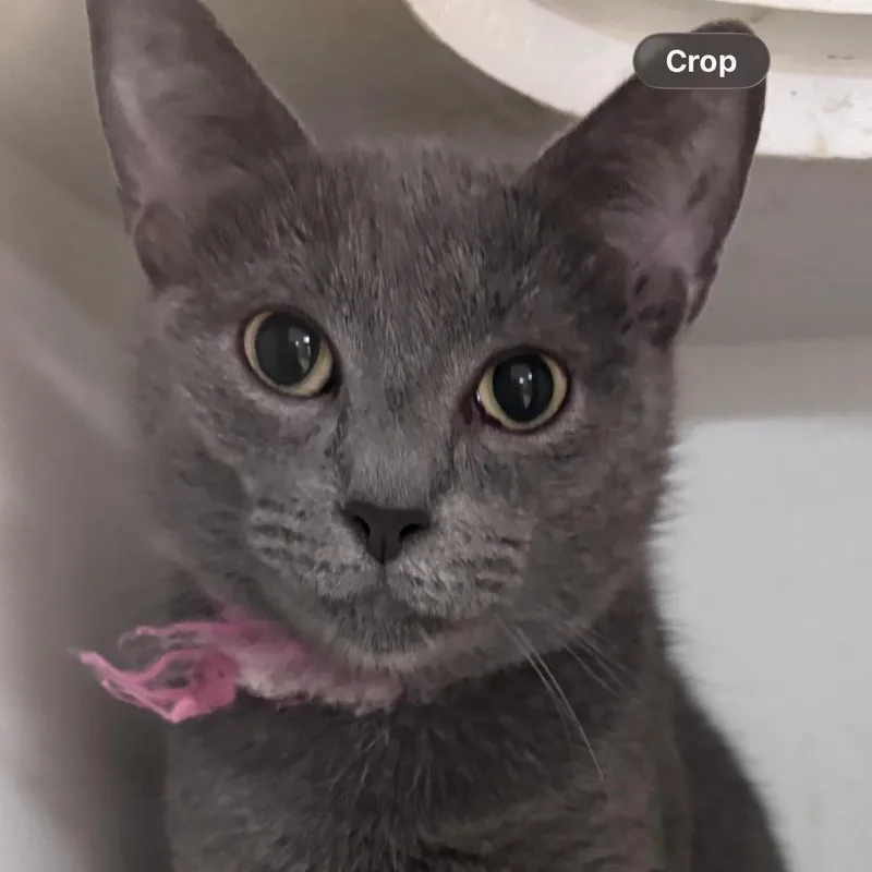 A young medium-sized female Domestic Short Hair cat named Roxie for adoption in New Castle, IN