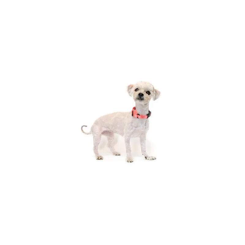 An adult small-sized female White / Cream Terrier dog named Cee Cee for adoption in Playa Vista, CA