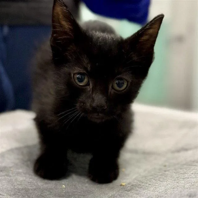A baby small-sized female Black Domestic Short Hair cat named Carmella for adoption in Tavares, FL