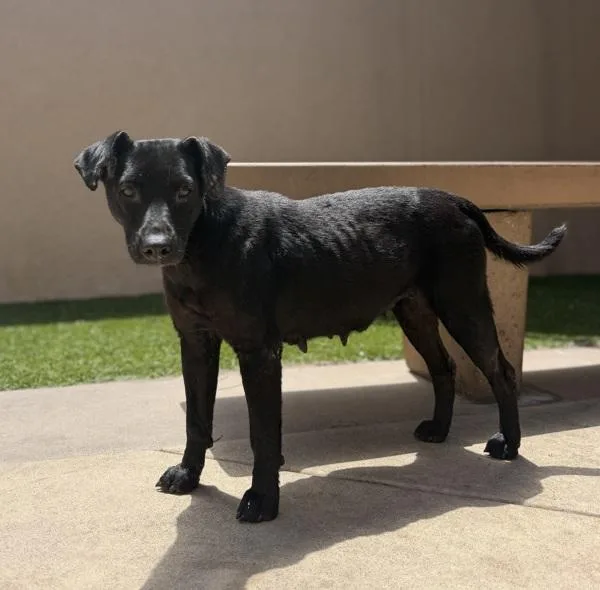 An adult small-sized female Terrier dog named Pup Pup Hooray for adoption in San Diego, CA