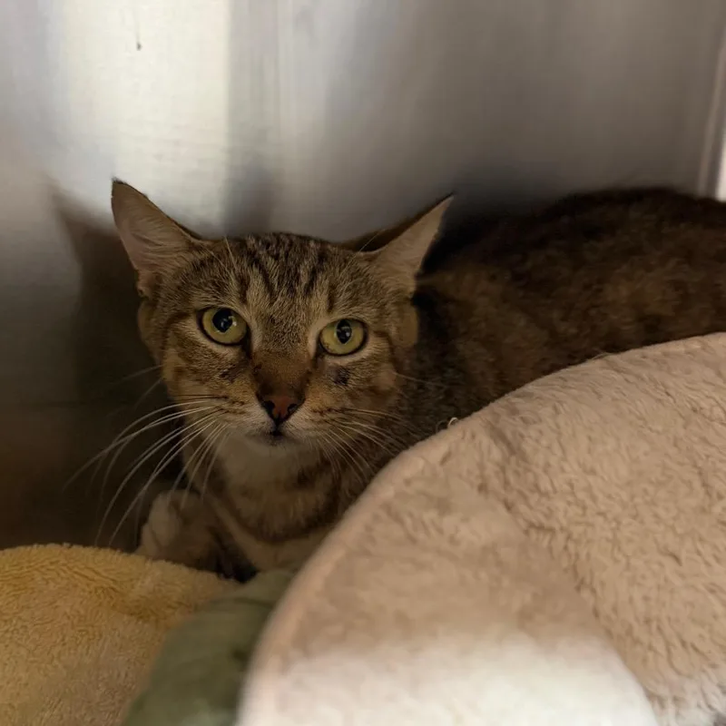 An adult medium-sized female Brown / Chocolate Domestic Short Hair cat named Momma for adoption in Starkville, MS