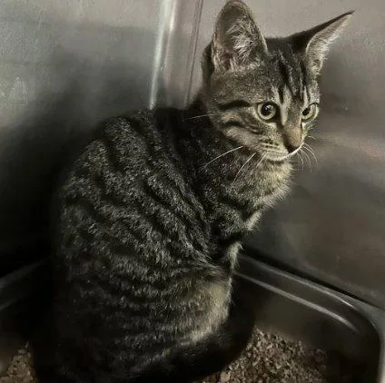 A baby small-sized male Tabby (Brown / Chocolate) Domestic Short Hair cat named Tabasco for adoption in Raleigh, NC
