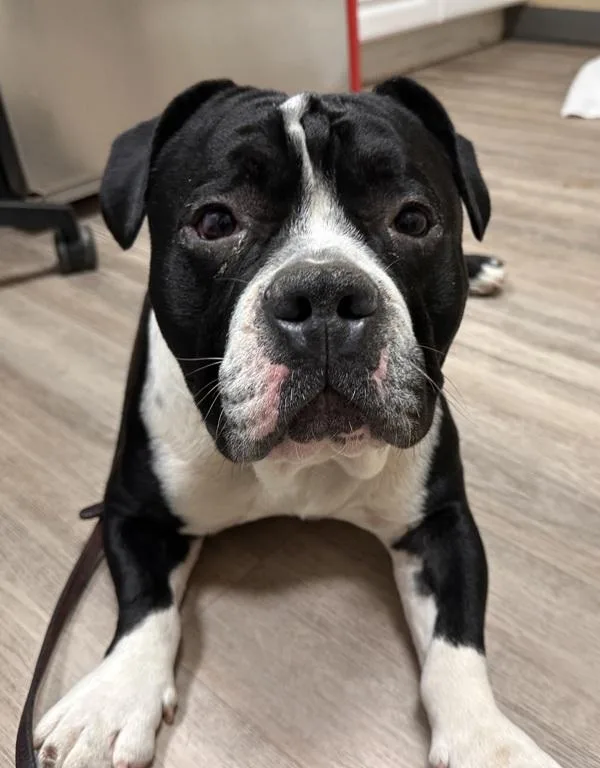 An adult medium-sized male English Bulldog dog named Meatball for adoption in Oceanside, CA