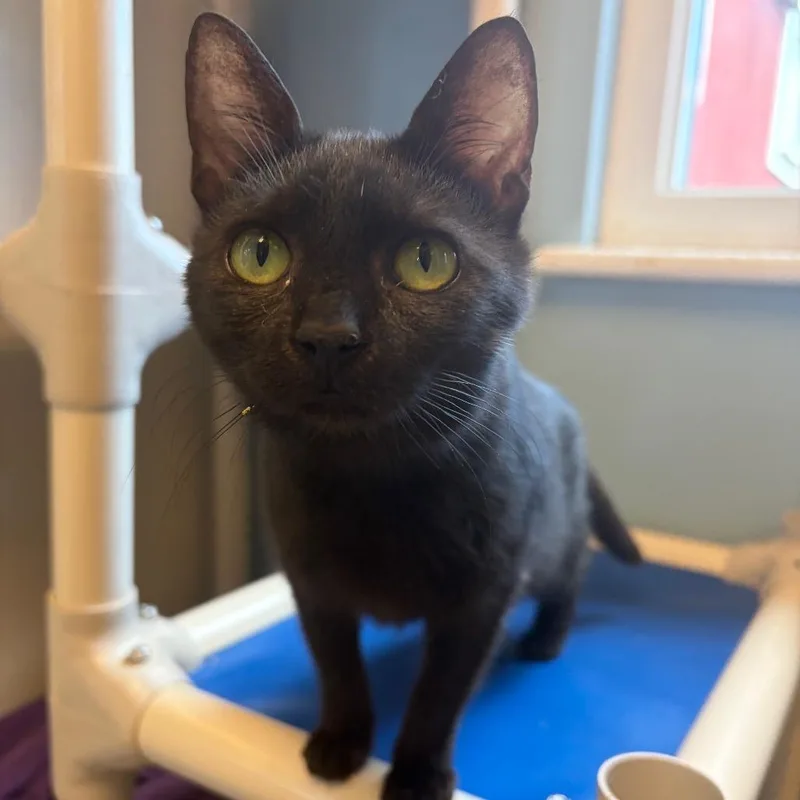 An adult medium-sized female Black Domestic Short Hair cat named Soot w Stormy for adoption in Morrisville, VT
