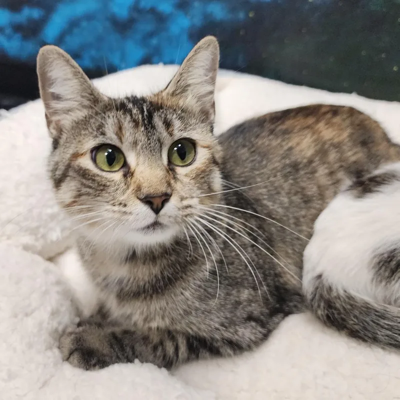 An adult medium-sized female Torbie Domestic Short Hair cat named Shera for adoption in Dixon, IL