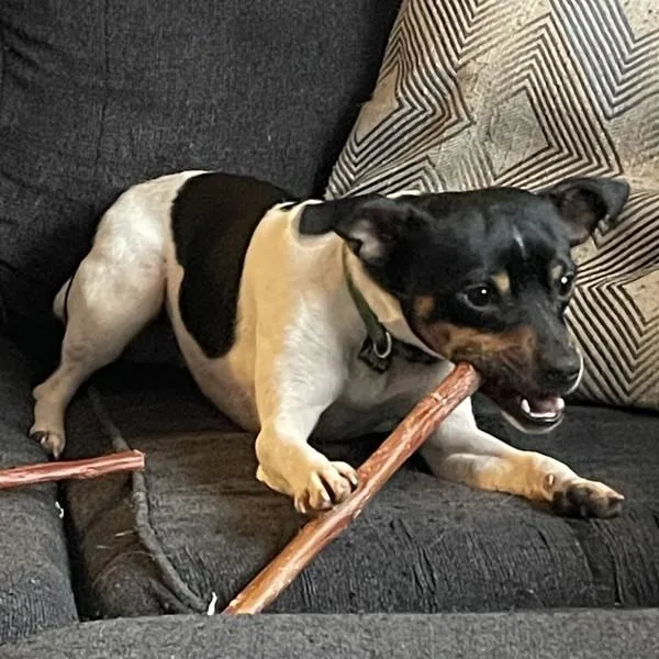 An adult small-sized male Rat Terrier dog named Zero for adoption in Des Moines, IA