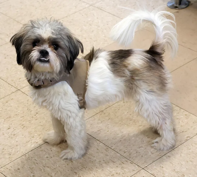 A baby small-sized male Shih Tzu dog named Willie Boy for adoption in Harrison, NY