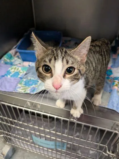 A baby small-sized male Domestic Short Hair cat named Checkers for adoption in Shawano, WI