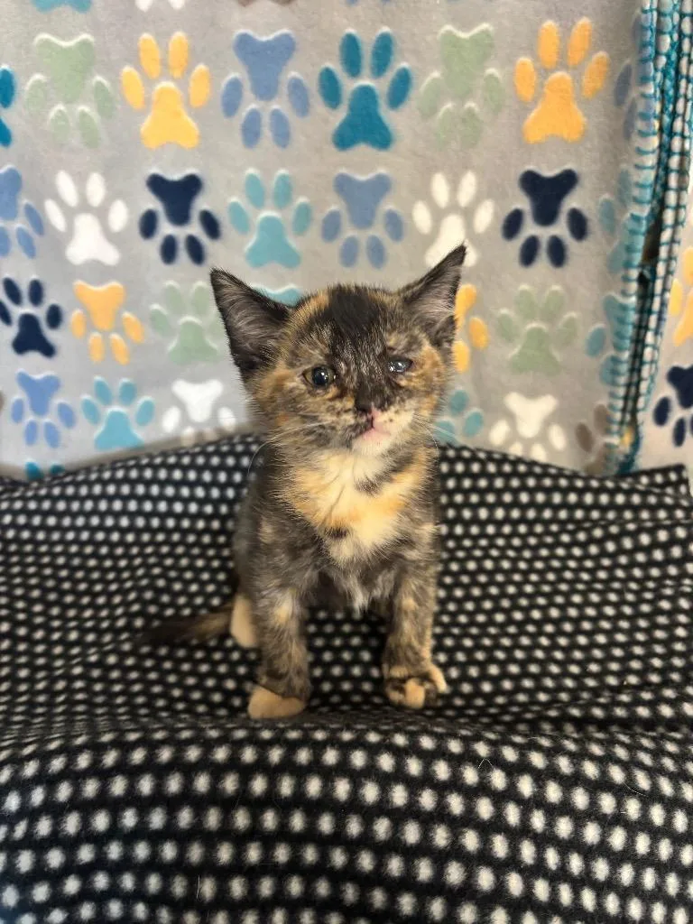 A baby medium-sized female Domestic Short Hair cat named Autumn for adoption in Wabash, IN